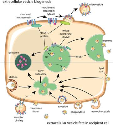 Pathogen-Derived Extracellular Vesicle-Associated Molecules That Affect the Host Immune System: An Overview